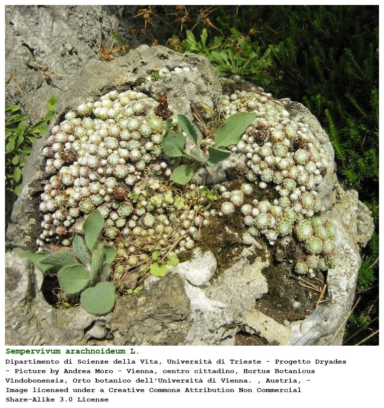 Sempervivum arachnoideum L.